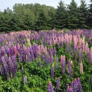 Meet your Posher, Gail